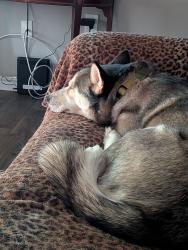 Reunited Female Dog last seen Firestone in The Woodlands, Conroe, TX 77384