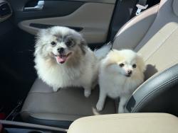 Lost Female Dog last seen Whilshire and county line road, Yukon, OK 73099
