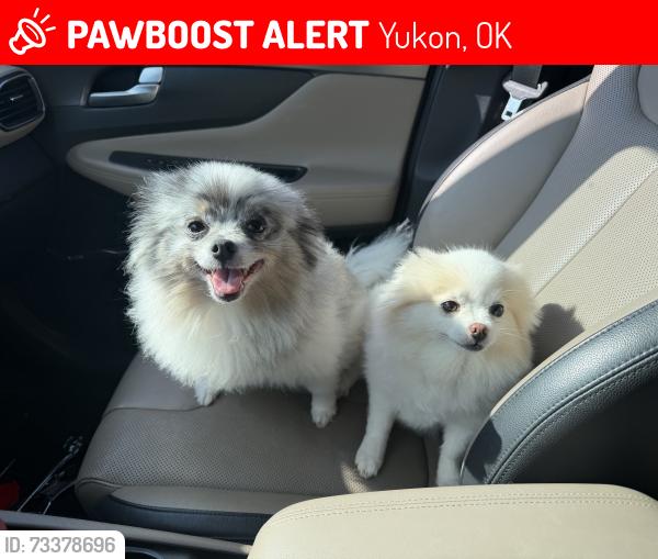 Lost Female Dog last seen Whilshire and county line road, Yukon, OK 73099