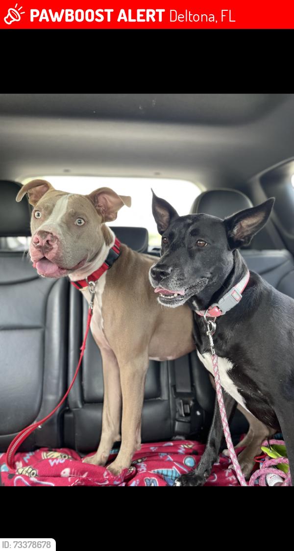 Lost Female Dog last seen Austin road, Deltona, FL 32738