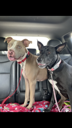 Lost Female Dog last seen Austin road, Deltona, FL 32738