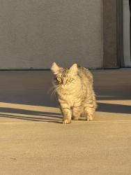 Lost Male Cat last seen Springtown Blvd & Rhododendron Drive, Livermore, CA 94551