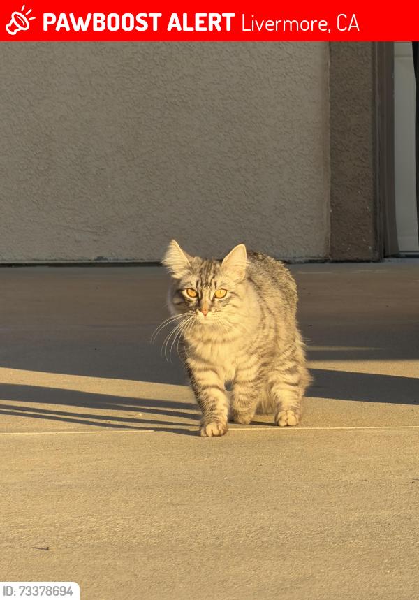 Lost Male Cat last seen Springtown Blvd & Rhododendron Drive, Livermore, CA 94551