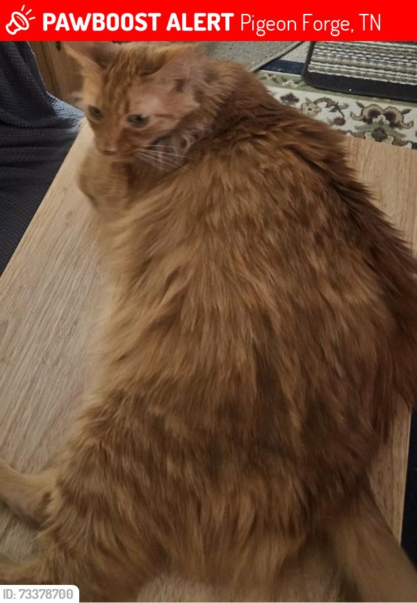 Lost Male Cat last seen Center rd pigeon forge, Pigeon Forge, TN 37863