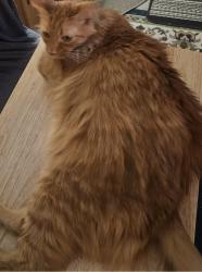 Lost Male Cat last seen Center rd pigeon forge, Pigeon Forge, TN 37863