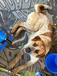 Found/Stray Unknown Dog last seen East main st Gunter tx, Gunter, TX 75058