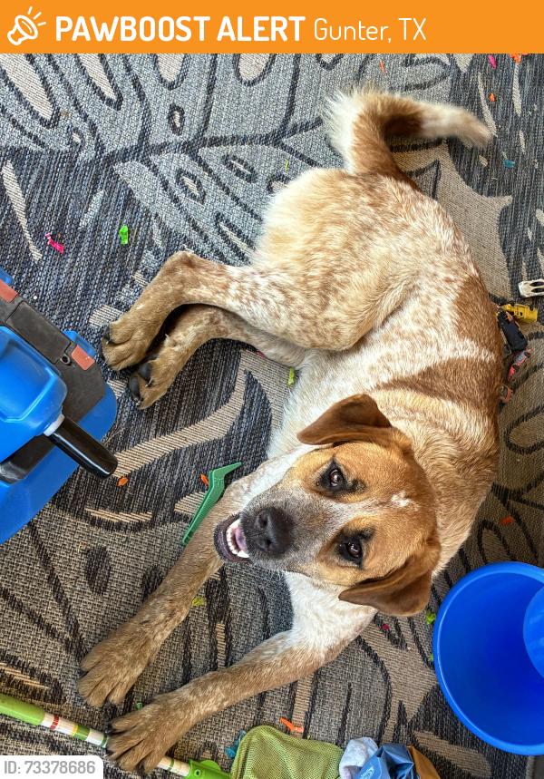 Found/Stray Unknown Dog last seen East main st Gunter tx, Gunter, TX 75058