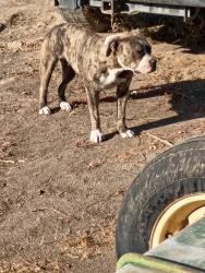 Found/Stray Female Dog last seen Road 136, Teviston, CA 93256