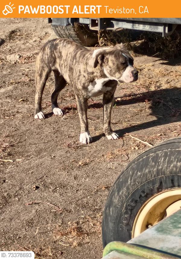 Found/Stray Female Dog last seen Road 136, Teviston, CA 93256