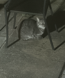 Found/Stray Female Cat last seen Santiago & 21st, San Francisco, CA 94116