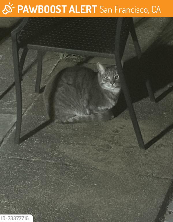 Found/Stray Female Cat last seen Santiago & 21st, San Francisco, CA 94116