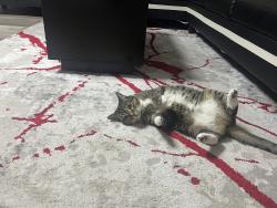 Lost Female Cat last seen Ruby’s Convenience Store, Van Buren, AR 72956