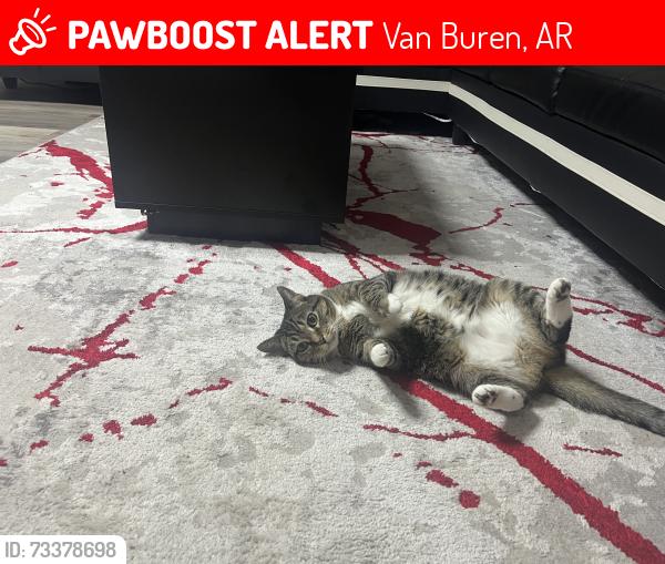 Lost Female Cat last seen Ruby’s Convenience Store, Van Buren, AR 72956