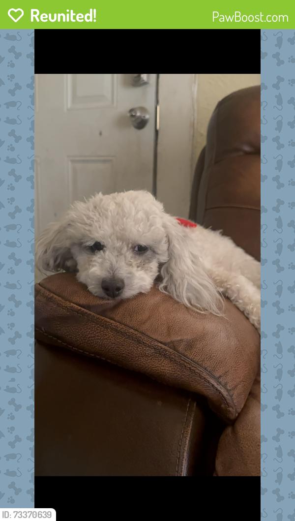 Reunited Female Dog last seen Clarendon, Dallas, TX 75208