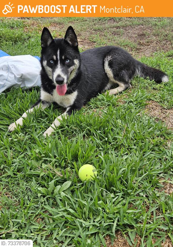 Found/Stray Female Dog last seen Monte Vista, Montclair, CA 91763