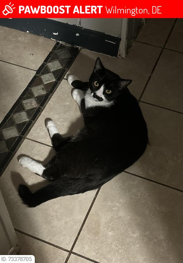 Lost Male Cat last seen Willow Run, Wilmington, DE 19805
