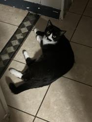 Lost Male Cat last seen Willow Run, Wilmington, DE 19805