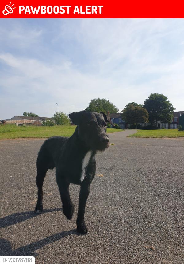 Lost Male Dog last seen Westminster road, Kirkdale, England L4 1UL