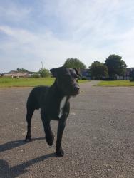 Lost Male Dog last seen Westminster road, Kirkdale, England L4 1UL