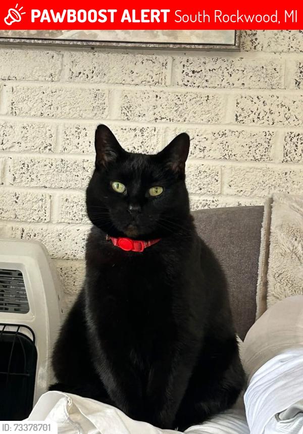 Lost Female Cat last seen S. Huron River Drive and West Jefferson, South Rockwood, MI 48179