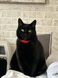 Lost Female Cat last seen S. Huron River Drive and West Jefferson, South Rockwood, MI 48179