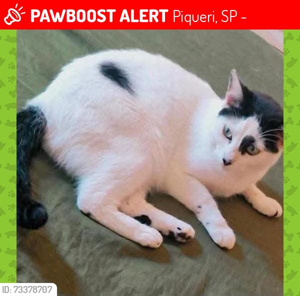 Lost Male Cat last seen Avenida Petrônio Portela próximo xfer bar, Piqueri, SP 02912-000
