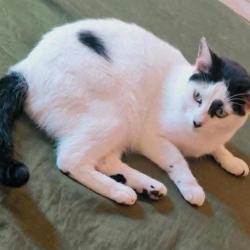Lost Male Cat last seen Avenida Petrônio Portela próximo xfer bar, Piqueri, SP 02912-000