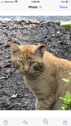 Found/Stray Male Cat last seen East Lake and Ridgemoor, East Lake, FL 34685