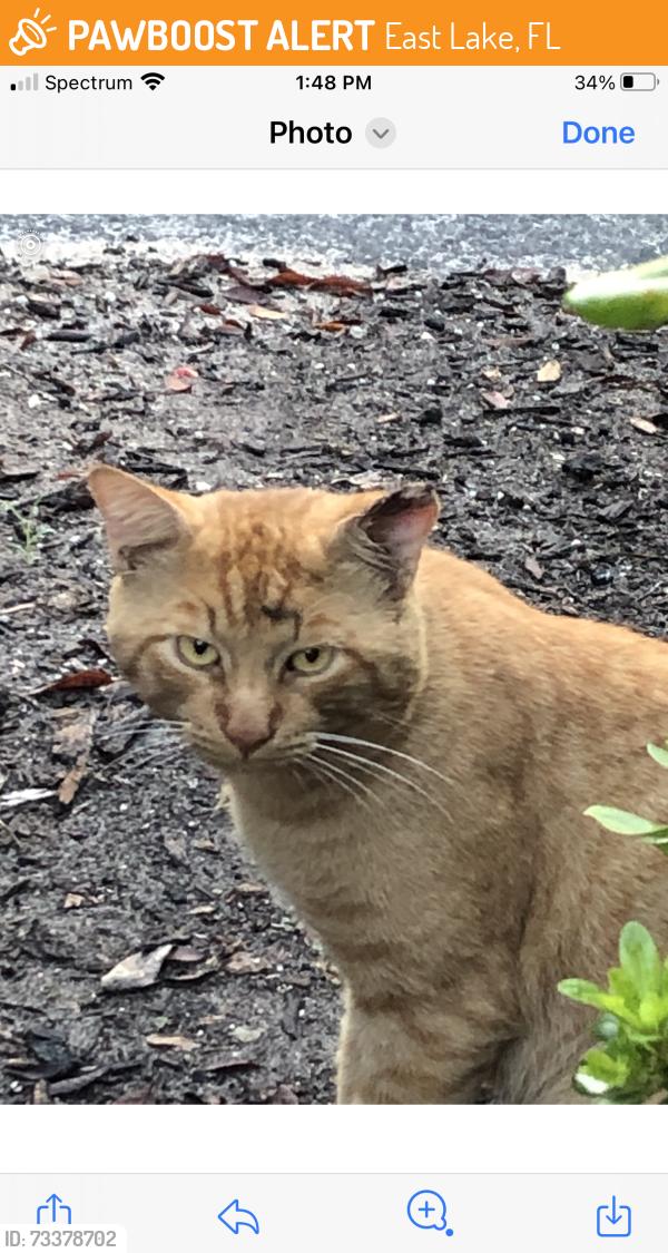 Found/Stray Male Cat last seen East Lake and Ridgemoor, East Lake, FL 34685