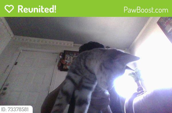 Reunited Female Cat last seen north macarthur, Irving, TX 75061