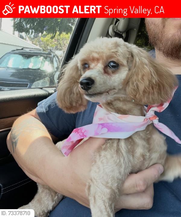 Lost Female Dog last seen Worthington and Indale, Spring Valley, CA 92114