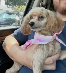 Lost Female Dog last seen Worthington and Indale, Spring Valley, CA 92114