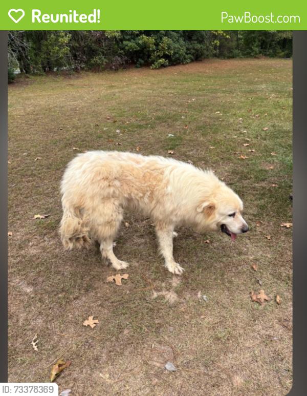 Reunited Male Dog last seen County Line Rd and Henderson mill Rd, Newton County, GA 30016