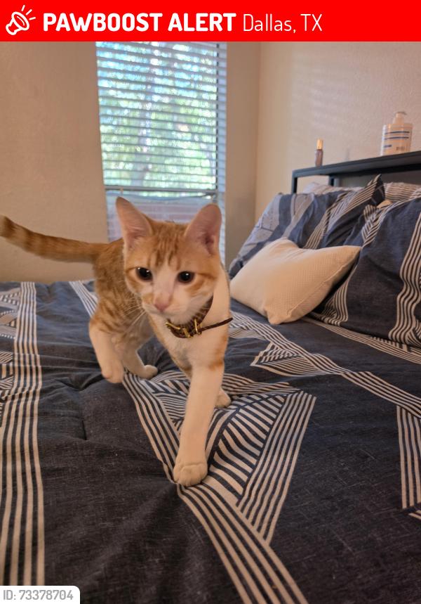 Lost Male Cat last seen Near S Cockrell Hill Rd Dallas, TX 75236 Estados Unidos, Dallas, TX 75236