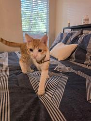 Lost Male Cat last seen Near S Cockrell Hill Rd Dallas, TX 75236 Estados Unidos, Dallas, TX 75236