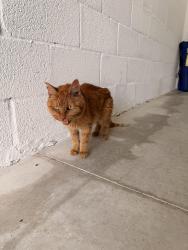 Reunited Unknown Cat last seen Tavalo Tradition residence, Port St. Lucie, FL 34987