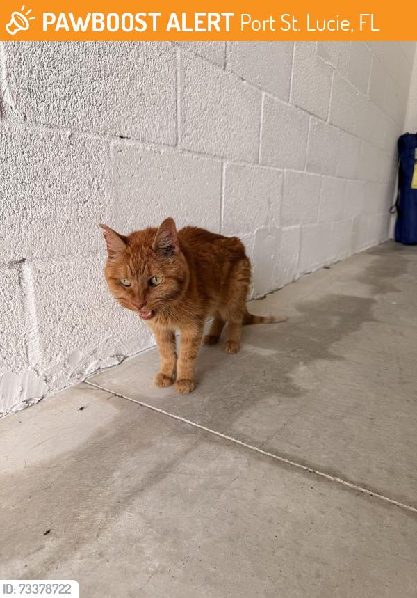 Found/Stray Unknown Cat last seen Tavalo Tradition residence, Port St. Lucie, FL 34987