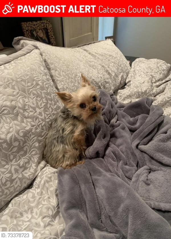 Lost Female Dog last seen Windbrook Dr. Tunnel Hill, GA, Catoosa County, GA 30755