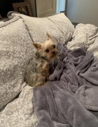 Lost Female Dog last seen Windbrook Dr. Tunnel Hill, GA, Catoosa County, GA 30755
