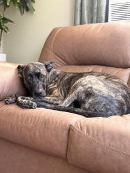 Lost Female Dog last seen Jackson/Columbia, Woodbury, NJ 08096