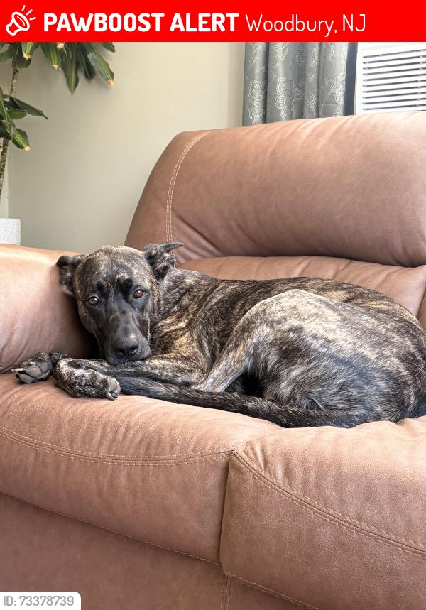 Lost Female Dog last seen Jackson/Columbia, Woodbury, NJ 08096