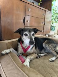 Reunited Male Dog last seen Near e 3000 s south salt lake by Fitz Park, Salt Lake City, UT 84106