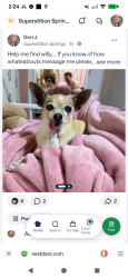 Lost Male Dog last seen Crimson and southern postoffice, Mesa, AZ 85209