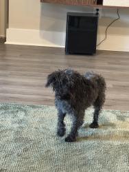 Reunited Male Dog last seen West mallard creek church rd, Charlotte, NC 28262
