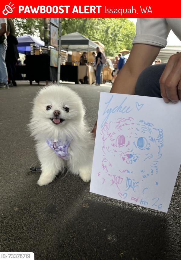 Lost Female Dog last seen NE Logan St & 30th Ave NE Issaquah Highlands, Issaquah, WA 98029, Issaquah, WA 98029