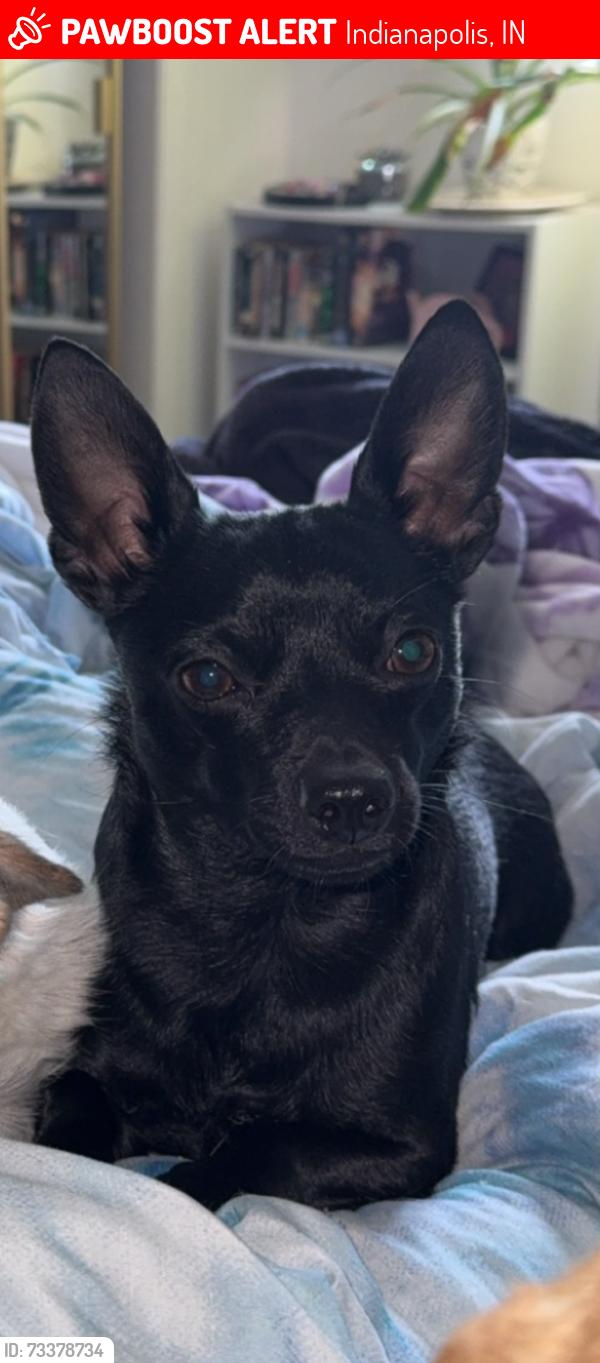 Lost Male Dog last seen N Warman Avenue by the fire station, Indianapolis, IN 46222