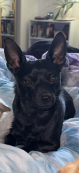 Lost Male Dog last seen N Warman Avenue by the fire station, Indianapolis, IN 46222