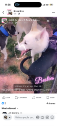 Lost Male Dog last seen Davies and division area, Lockport, IL 60441