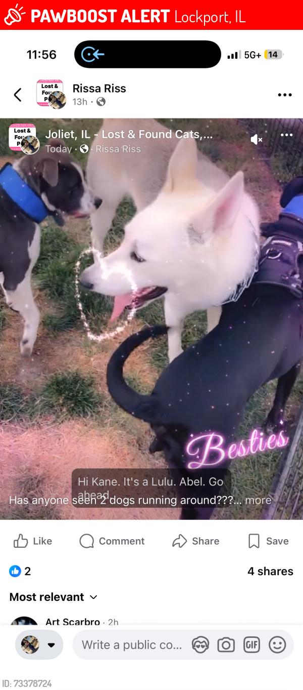 Lost Male Dog last seen Davies and division area, Lockport, IL 60441