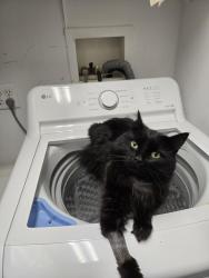 Reunited Male Cat last seen Forestdale Ave and Vera Drive, Knoxville, TN 37917